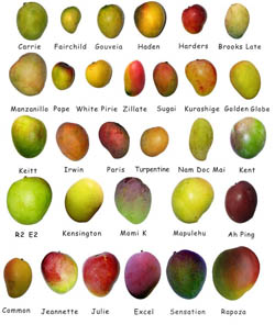 Types of Mango